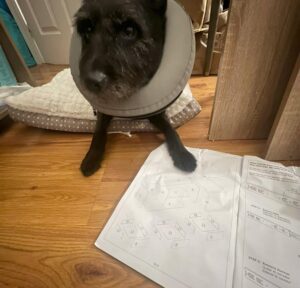 Angelique Kenney Instagram - My little paw-rtner 🐾 is helping with the home office glamourization and this new large office desk building 🪛 🧰 🏗️ … 
It’s not IKEA but I’m a black belt expert in assembling Scandinavian furnitures!

Belza is healing ❤️‍🩹 by the way. 
Making sure she doesn’t re open her boo-boo thanks to this “stylish” donut 🍩, she doesn’t like obviously 🙄… it’s not pink she said! 🤷🏼‍♀️