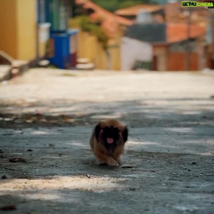 Ângelo Rodrigues - 3 Likes - Visitar Trinidad é como entrar numa cápsula do tempo. A cidade, com herança dos europeus que aqui passaram nos séculos 18 e 19, é um deleite para os olhos.
Ora vemos igrejas deslumbrantes, ora casitas coloniais coloridas, tudo parece saído de um conto de fadas.
As ruas de paralelepípedos deixariam qualquer calceteiro sentir-se um amador. Por outro lado, são o pânico de donzelas que ousem usar salto alto.
Cada esquina reserva uma nova surpresa, seja um músico de rua que toca salsa ou uma vendedora de charutos cubanos;
Trinidad é um vislumbre gratuito do passado, com aquele toque caloroso e bom feeling cubanos.
📸 @rolandoli_photography