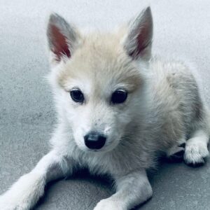 Angie Everhart Instagram - Meet #loki my friend @markbakerskater pup that I have the privilege of having in my home until he can fly home to #bali #animalsofinstagram #howling #puppiesofinstagram