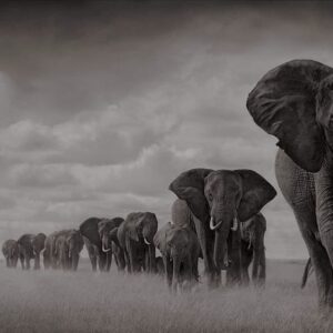 Angie Everhart Instagram - #savetheelephantday #endangeredspecies #animalsofinstagram #elephant  Do we REALLY want to imagine a world without these beautiful beings? This is my spirit animal. Get involved- donate to help stop the poaching! Elephants need us and WE NEED THEM back!!