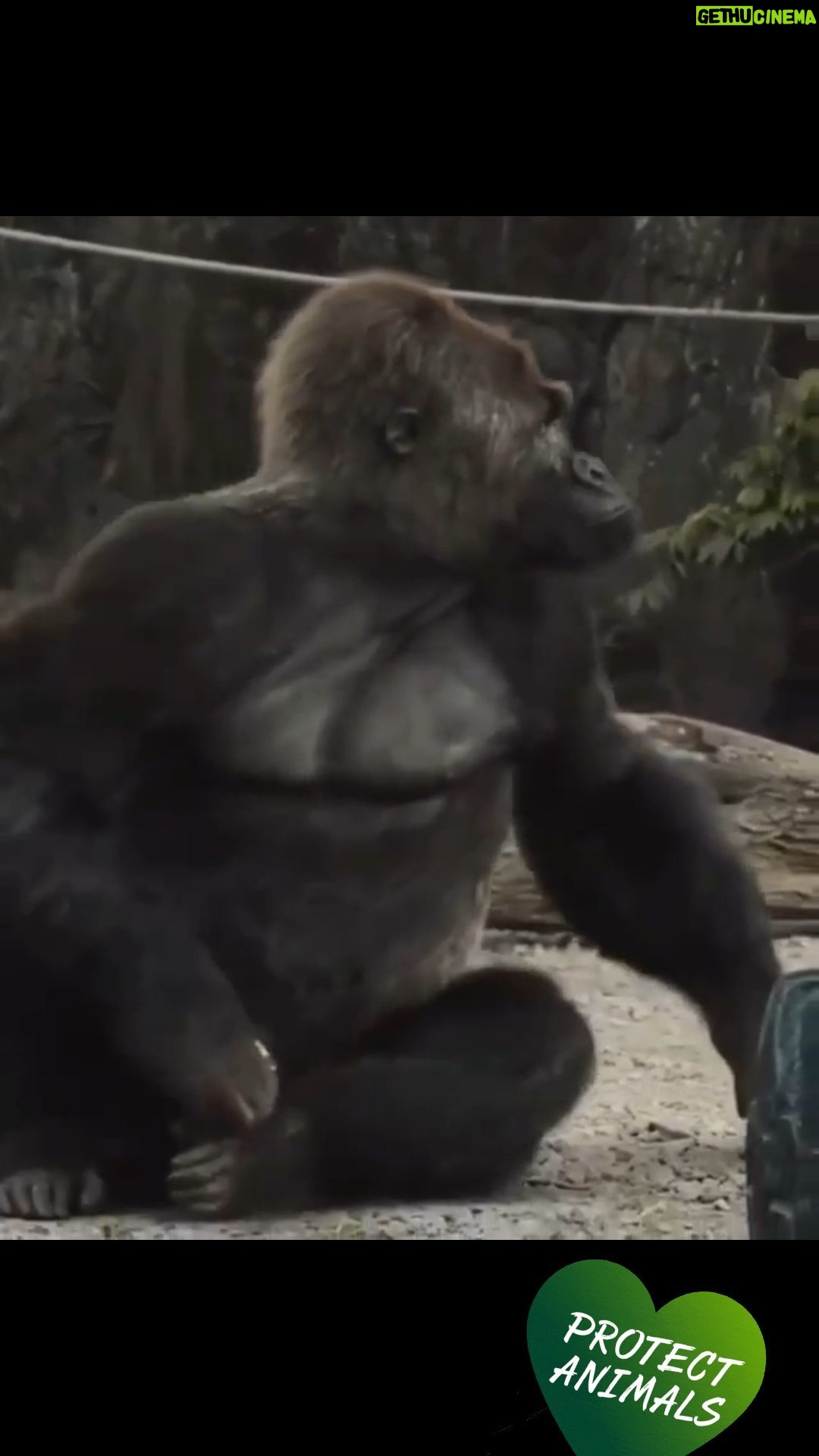 Anita Martínez - 529 Likes - no visites zoos