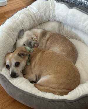 Anna Drezen Instagram - UPDATE: They got adopted! I feel everything. 
//
Looking for these? A bonded pair of adoptable chihuahuas named Buttercup and Peanut Brittle from @thelabellefoundation? Who love the couch and also the walk? Who kiss each others faces? Who have no bones in their bodies? Who make dog lasagna every night (dog, blanket, dog)? Who will watch you when you cook and do the kick thing with the leg when you scratch the belly? Perhaps you work too hard -- perhaps in the industry! -- and you need two little freaks to slow you down a little and make sure you get outside for a trot every day. Take the plunge! They're a 7 year old boy and a 10 year old girl whose elderly owners could no longer care for them. They love all people, are pretty normal and friendly with other dogs, and are just the right energy level IMO (can go for long walks every day but don't need to be hiked twice a day in order to stay sane). Go to the link on their page to apply! #fosterdogs #littleguys