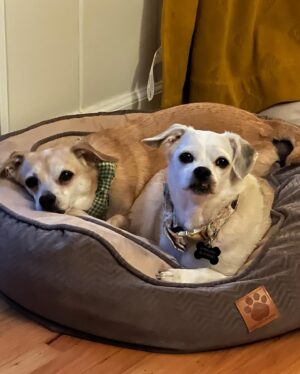 Anna Drezen Instagram - UPDATE: They got adopted! I feel everything. 
//
Looking for these? A bonded pair of adoptable chihuahuas named Buttercup and Peanut Brittle from @thelabellefoundation? Who love the couch and also the walk? Who kiss each others faces? Who have no bones in their bodies? Who make dog lasagna every night (dog, blanket, dog)? Who will watch you when you cook and do the kick thing with the leg when you scratch the belly? Perhaps you work too hard -- perhaps in the industry! -- and you need two little freaks to slow you down a little and make sure you get outside for a trot every day. Take the plunge! They're a 7 year old boy and a 10 year old girl whose elderly owners could no longer care for them. They love all people, are pretty normal and friendly with other dogs, and are just the right energy level IMO (can go for long walks every day but don't need to be hiked twice a day in order to stay sane). Go to the link on their page to apply! #fosterdogs #littleguys