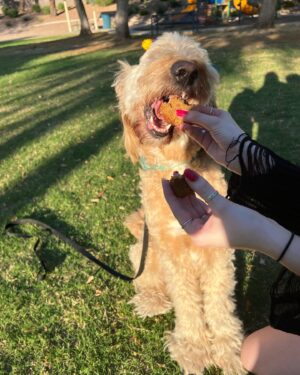 Anna Harr Instagram - alright everyone say happy 6th birthday to alfie🫶🏻🥳🎈🐶or else he may cry (he’s a very sensitive lil bro😭) #goldendoodle