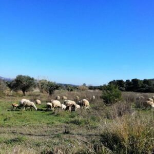 Anna-Maria Papaharalambous Instagram - #onthewaytowork #nature #sheepsahead #letsgo #shinnyday☀️