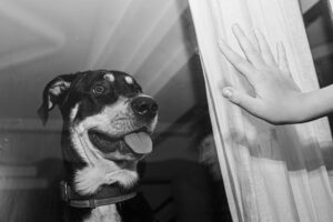 Anna-Maria Papaharalambous Instagram - Στιγμές vol II.... 
📸 @alexphotocode
#adoptdontshop #dogsarefamily
#instantphotography #blackwhitephotography #ig_greece #igbw