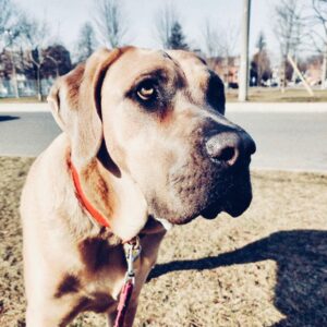 Annie Briggs Instagram - || w e e | b e a s t i e ||
.
.
.
.
.
📷:courtesy of @eastendcanines & morning strolls.
#canecorso #canecorsopuppy #corsosofinstagram #formentino