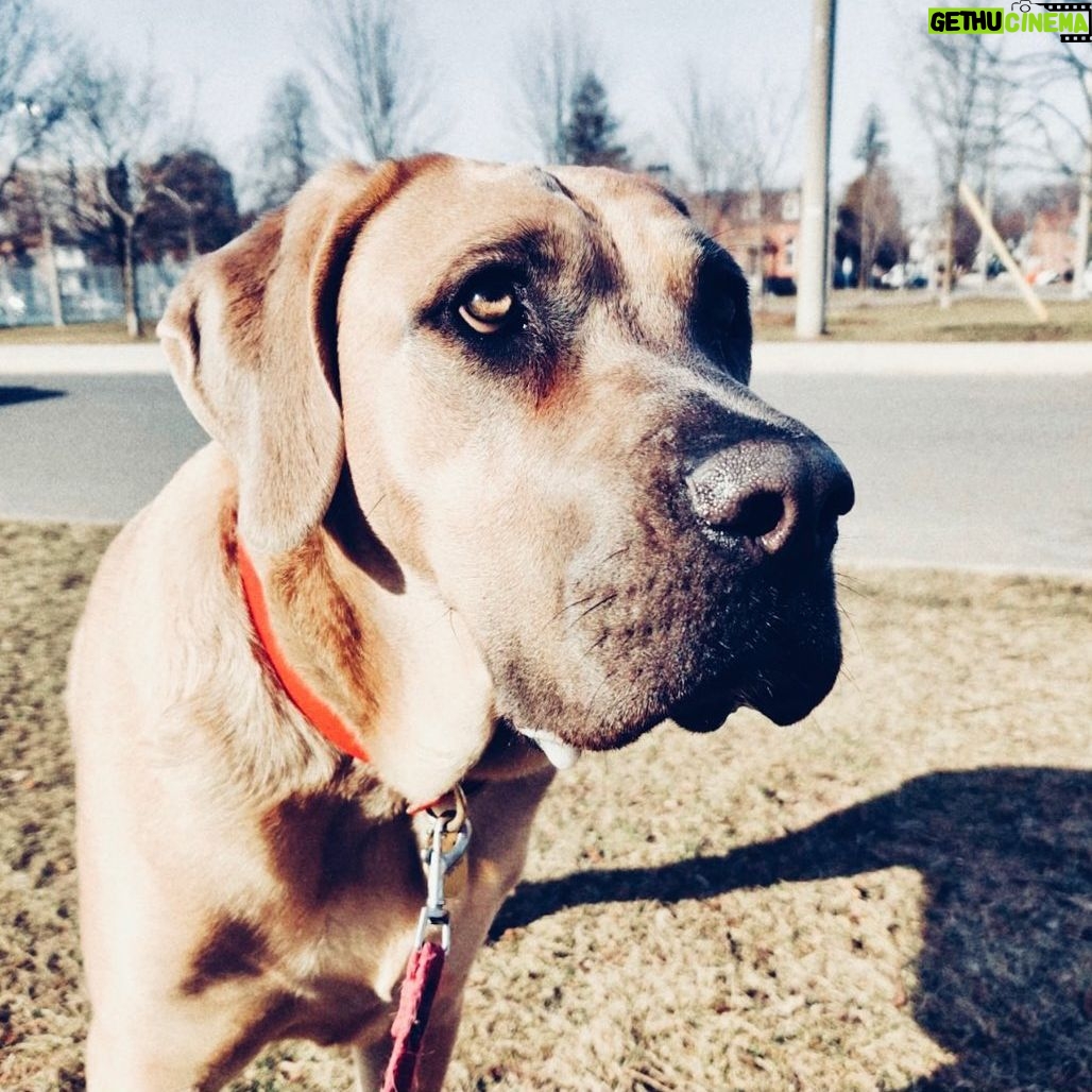 Annie Briggs - 224 Likes - || w e e | b e a s t i e ||
.
.
.
.
.
📷:courtesy of @eastendcanines & morning strolls.
#canecorso #canecorsopuppy #corsosofinstagram #formentino