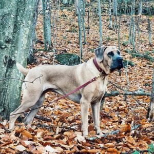 Annie Briggs Instagram - ((t w o y e a r s•h u g e e a r s))
.
.
.
.
.
.
.hbd Toni 💗.
#canecorso #canecorsoofinstagram #formentinocanecorso #puppielove