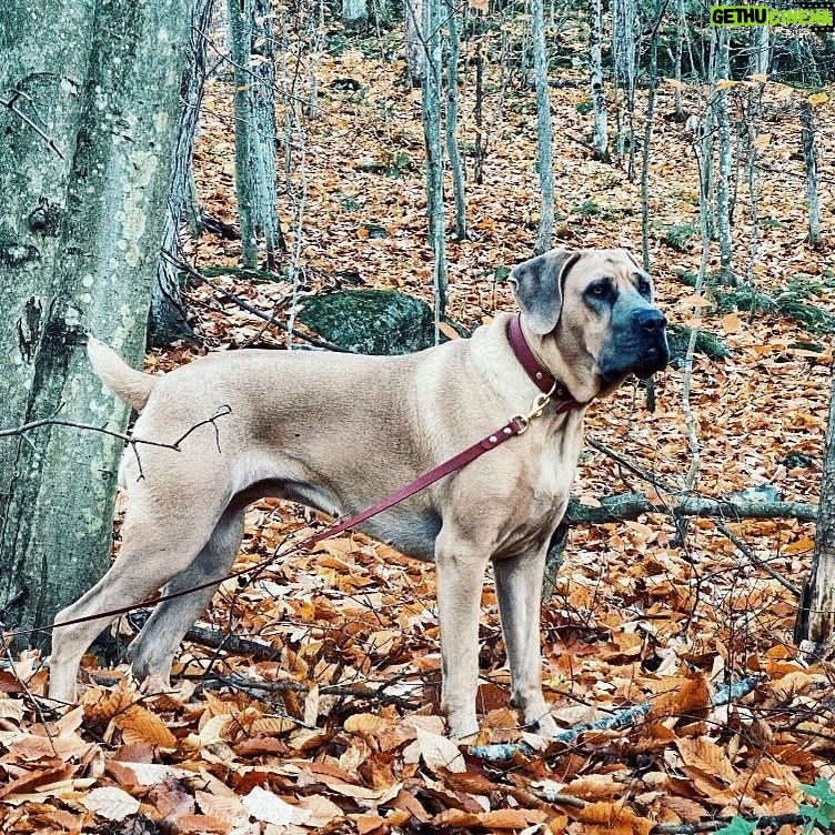 Annie Briggs - 230 Likes - ((t w o y e a r s•h u g e e a r s))
.
.
.
.
.
.
.hbd Toni 💗.
#canecorso #canecorsoofinstagram #formentinocanecorso #puppielove