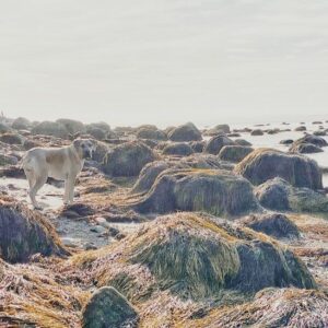 Annie Briggs Instagram - |sea tangle|