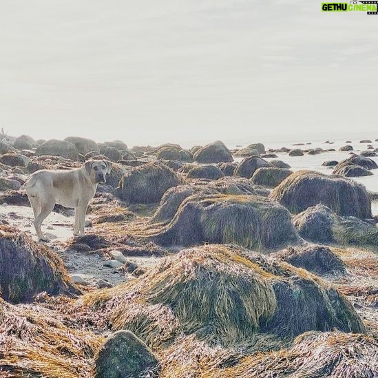 Annie Briggs - 202 Likes - |sea tangle|