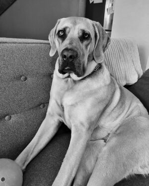 Annie Briggs Instagram - (( b e l l a r a g a z z a ))
.
.
.
.
.
.
#canecorso #corsosofinstagram #formentino #corsopuppy