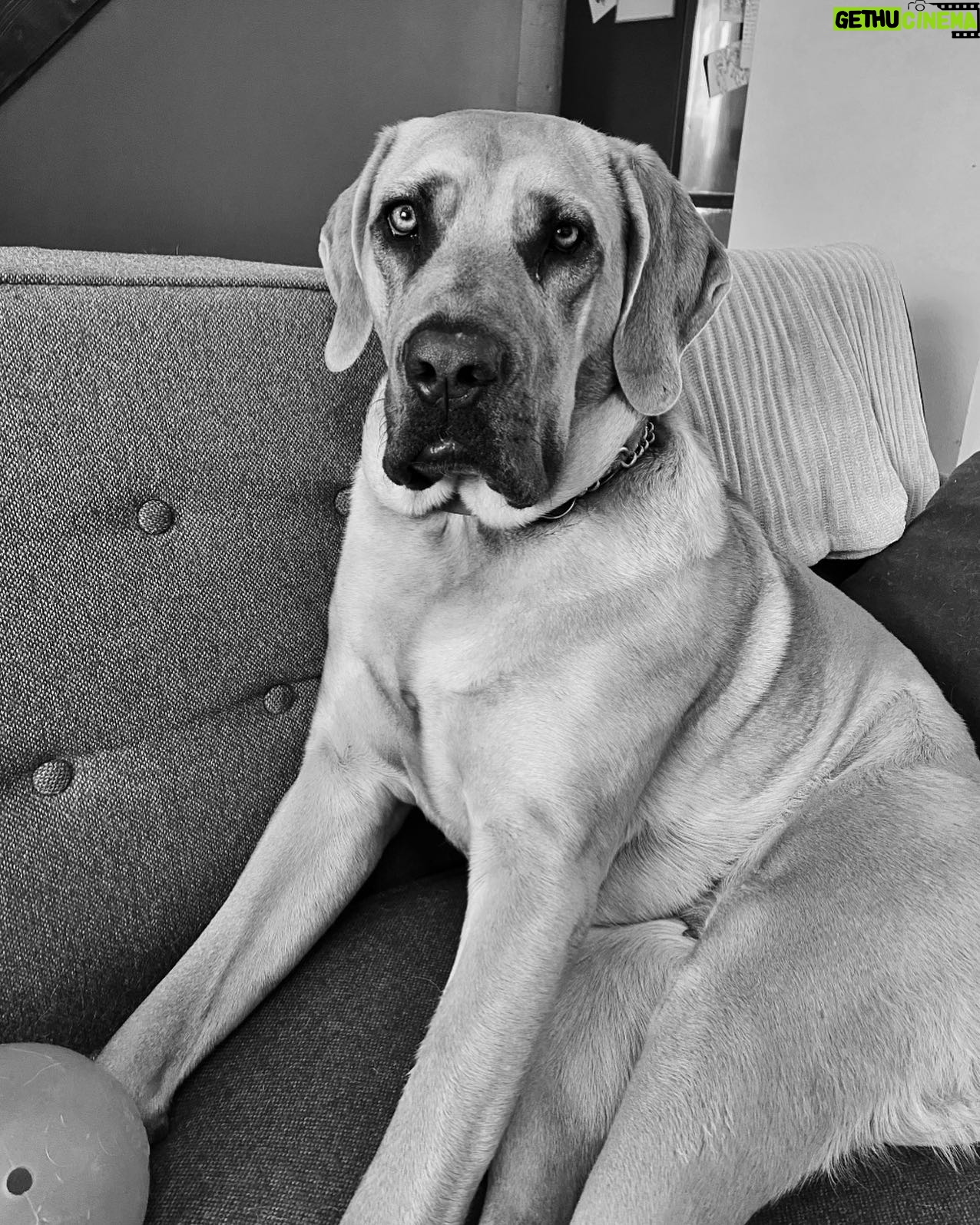Annie Briggs - 290 Likes - (( b e l l a r a g a z z a ))
.
.
.
.
.
.
#canecorso #corsosofinstagram #formentino #corsopuppy