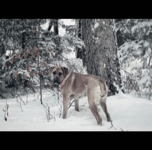 Annie Briggs Instagram - || truffling 4 trouble ||
.
.
.
.
.
.
#canecorsopuppy #canecorso #corsolove #formentino #italianmastiff