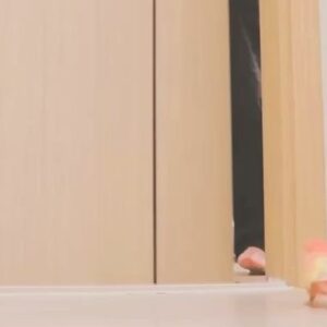 Annie Liu Instagram - Hey guys, I just launched my YouTube Channel.  It’s called 22 labo.

My Makiki just turned 1.  And I made her a surprise.  Have you ever seen a budgie’s birthday cake before?  Well, you are about to. :)

22nd Feb 2022 
Please subscribe and stay tuned🐥💁🏼‍♀️

https://youtu.be/h061x5wGnp8