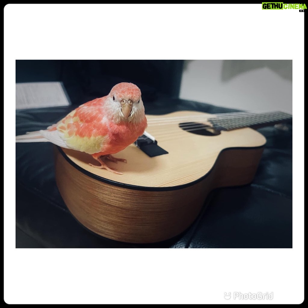 Annie Liu - 192 Likes - 我的聖誕禮物 - guitalele