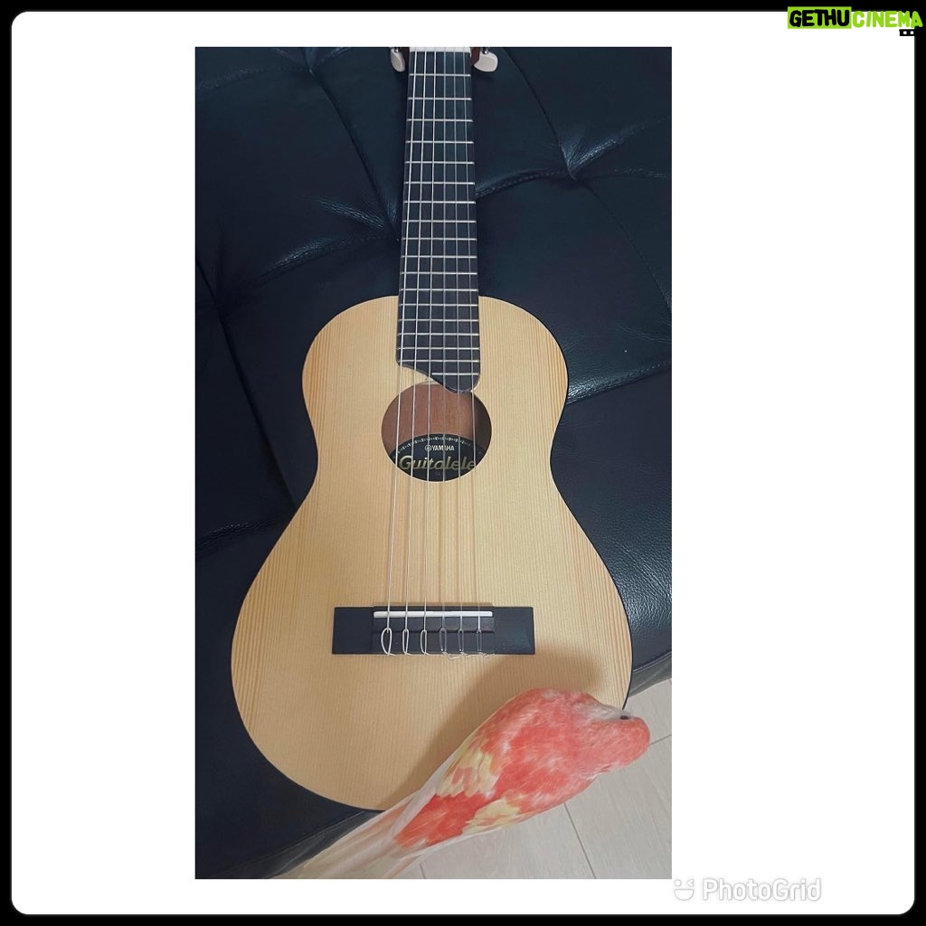 Annie Liu - 192 Likes - 我的聖誕禮物 - guitalele