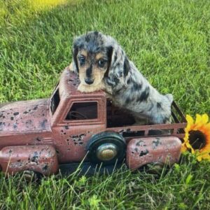 Annika Pampel Instagram - This is #dobby. She’s gonna be my roommate:). She likes small trucks in tall grass…#babyweiner #minidachshund