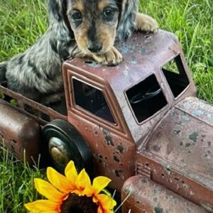 Annika Pampel Instagram - This is #dobby. She’s gonna be my roommate:). She likes small trucks in tall grass…#babyweiner #minidachshund