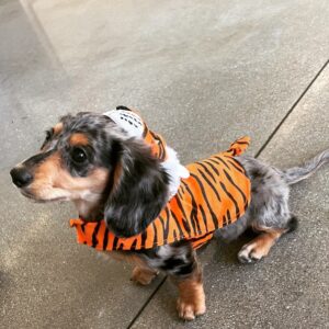 Annika Pampel Instagram - Little #hallowiener in #puppyschool :) this #costume was made for #guineapigs … #halloween #costume #puppy
