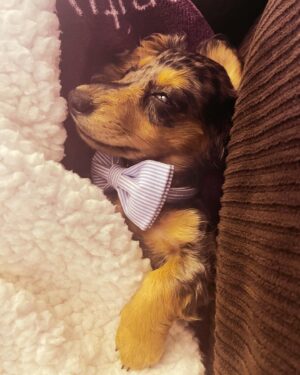 Annika Pampel Instagram - Little #judgy #sausage … she clearly has an opinion. #sassy #minidachshund #dobby