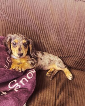 Annika Pampel Instagram - Little #judgy #sausage … she clearly has an opinion. #sassy #minidachshund #dobby