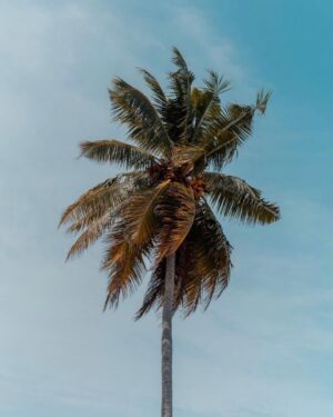 Anthony Matéo Instagram - Wild and free, just like a palm tree.