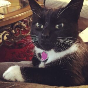 Antonio Sabàto, Jr. Instagram - “Our beloved angel has ascended to heaven. Today, we mourn her absence deeply. She graced our family for nearly 22 years, radiating love and integrity. She was a skilled hunter, a gentle companion, and captured our hearts from the very beginning. Through all the ups and downs, she remained faithfully by our side. Animals are truly a gift to our souls, teaching us about unconditional love that humans should emulate. We will forever miss her presence. May she find eternal peace alongside her heavenly brothers and sisters. Rest in Jesus’ embrace. #BelovedAngel #ForeverInOurHearts”

Love you Chihiro ❤️❤️❤️❤️❤️‍🩹
#brokenhearts