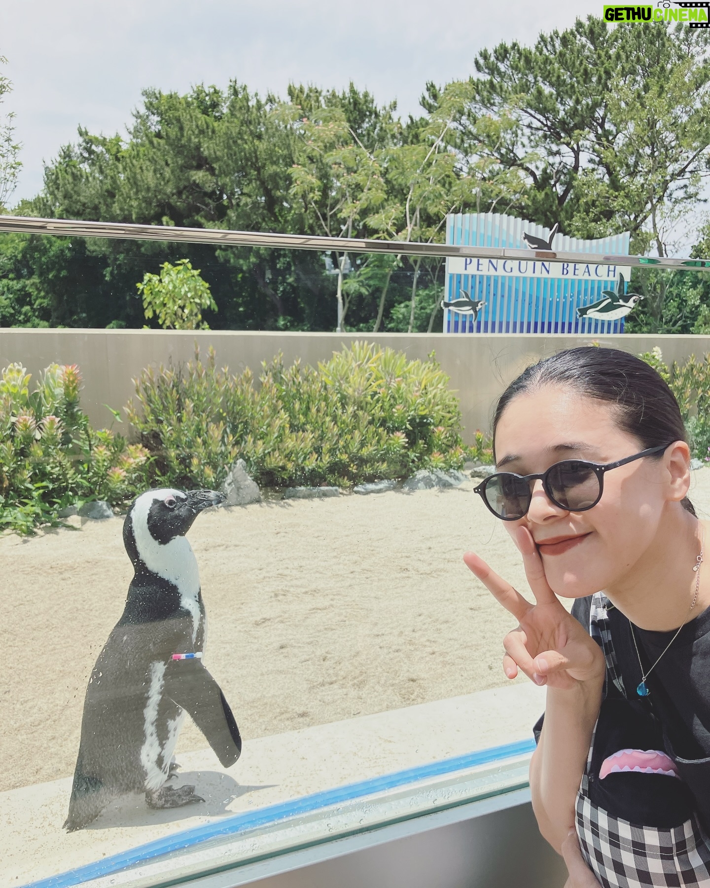 Aoi Teshima - 2.5K Likes - 初見寧さんに誕生日のプレゼントを頂きました!幸せのお裾分け😊 6/21の誕生日はマリンワールドに遊びに行ってとても楽しかった。ニコニコな一年にします。祝ってくれてありがとう!
可愛いペンギンとパチリ🐧
-Aoi🌹
#初見寧 @tenterun5016
#手嶌葵
#海の中道マリンワールド
