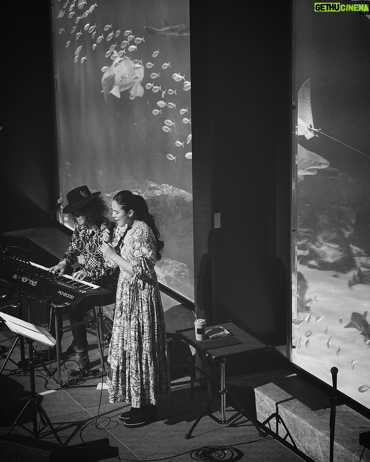 Aoi Teshima - 2.2K Likes - 2024年3月1日マリンワールド海の中道35周年記念特別イベント「LOVE FM月下虫音特別ナイト」へ遊びに来て下さった皆様、ありがとうございました!
そして企画を可能にして下さったマリンワールドの東社長さんとスタッフの皆さん、大好きな大田こぞうさん☺️にLOVE FMのスタッフの皆さんも暖かく迎えて下さって、本当に楽しいコンサートになりました、ありがとうございました!
福岡の地元イベントで、しかも小さな頃から大好きなマリンワールドで歌えて幸せでした🐬🐟ピアノの真藤敬利さんと沢山のお魚さんの前で楽しめました。
また行きたい!
-Aoi🌹
*イベントの様子は、2024年3月19日(火)の「月下虫音」でオンエア予定。
#マリンワールド #海の中道 #マリンワールド海の中道 #lovefm #月下虫音 #大田こぞう さん #真藤敬利 さん #手嶌葵 #aoiteshima #fukuoka #blackandwhitephotography