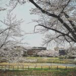 Aoi Teshima