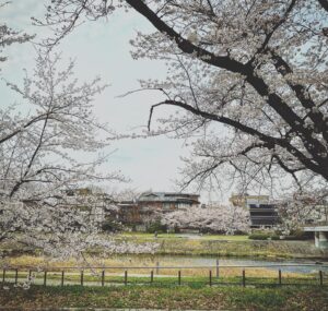 Aoi Teshima Instagram - 2023年3月25日京都コンサートホール公演に遊びに来て下さった皆さま☺︎

ありがとうございました！
桜が満開な京都の美しさと、皆さまの優しさも感じながら・・また来たいなぁ☺︎

-Aoi🌹

#手嶌葵
#京都コンサートホール　

#向江陽子 さん
#西原史織 さん
#大辻ひろの さん
#真藤敬利 さん
#飯島奏人　さん　

#ライブ #コンサート #音楽 #aoi #京都さくら
#aoiteshima