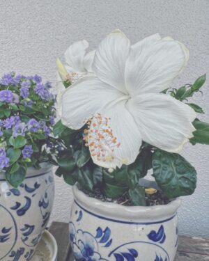 Aoi Teshima Instagram - 猛暑に見舞われる日々、皆さま☺︎ご機嫌いかがでしょうか。しっかり水分・塩分補給して、もうこの際、楽しんで過ごしましょうね！
手嶌家のお花達も満開です！是非一緒に楽しんで下さい☺︎

100万本のバラの街・広島県福山市からプレゼントして頂いた『ローズふくやま』と『あおい』がとっても元気で美しい☺︎
新しい家族、白いハイビスカスも可愛らしい。

-Aoi 🌹

#手嶌葵 #広島 #福山 #バラ #aoiteshima 
#roses