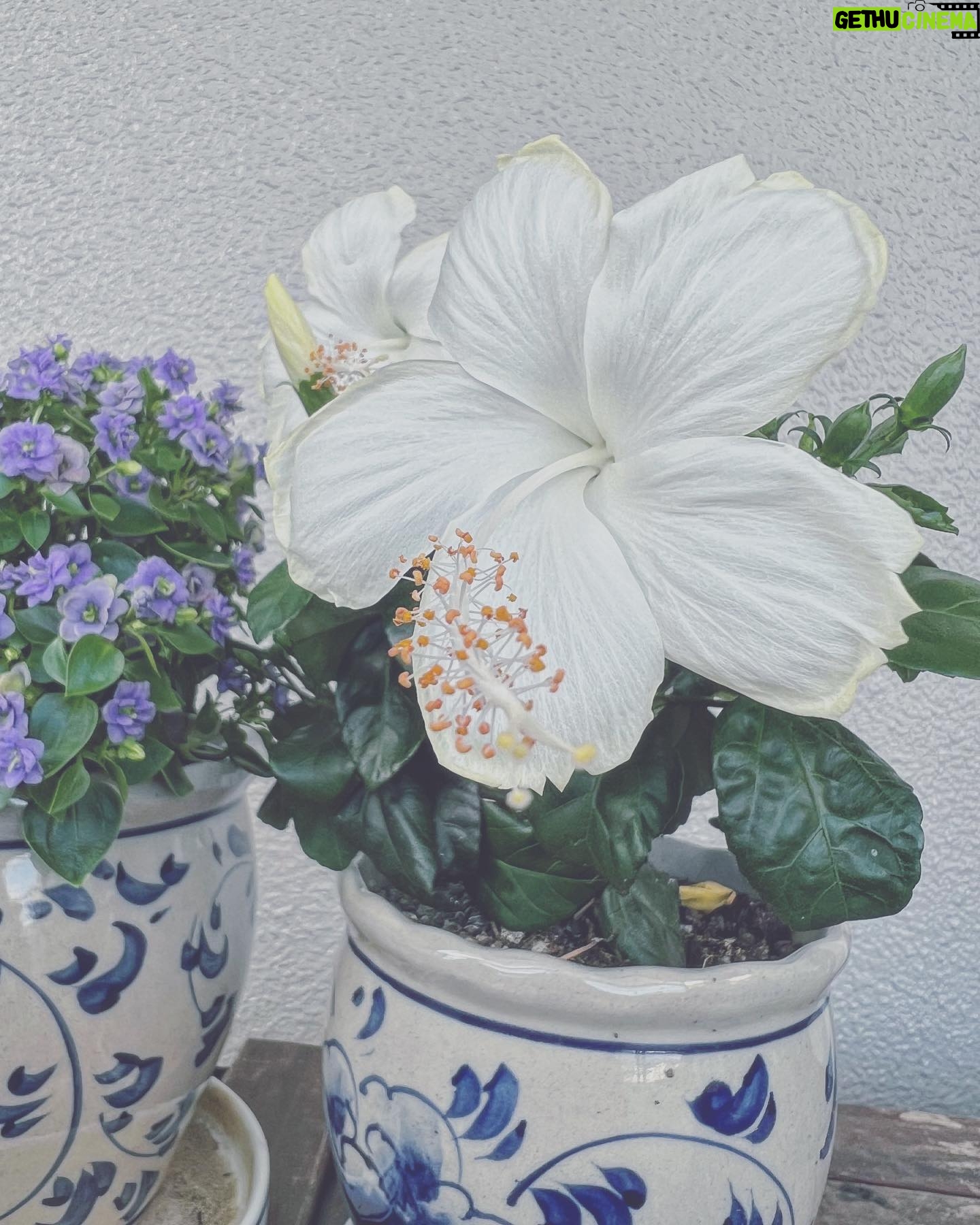Aoi Teshima - 1.3K Likes - 猛暑に見舞われる日々、皆さま☺︎ご機嫌いかがでしょうか。しっかり水分・塩分補給して、もうこの際、楽しんで過ごしましょうね!
手嶌家のお花達も満開です!是非一緒に楽しんで下さい☺︎
100万本のバラの街・広島県福山市からプレゼントして頂いた『ローズふくやま』と『あおい』がとっても元気で美しい☺︎
新しい家族、白いハイビスカスも可愛らしい。
-Aoi 🌹
#手嶌葵 #広島 #福山 #バラ #aoiteshima
#roses