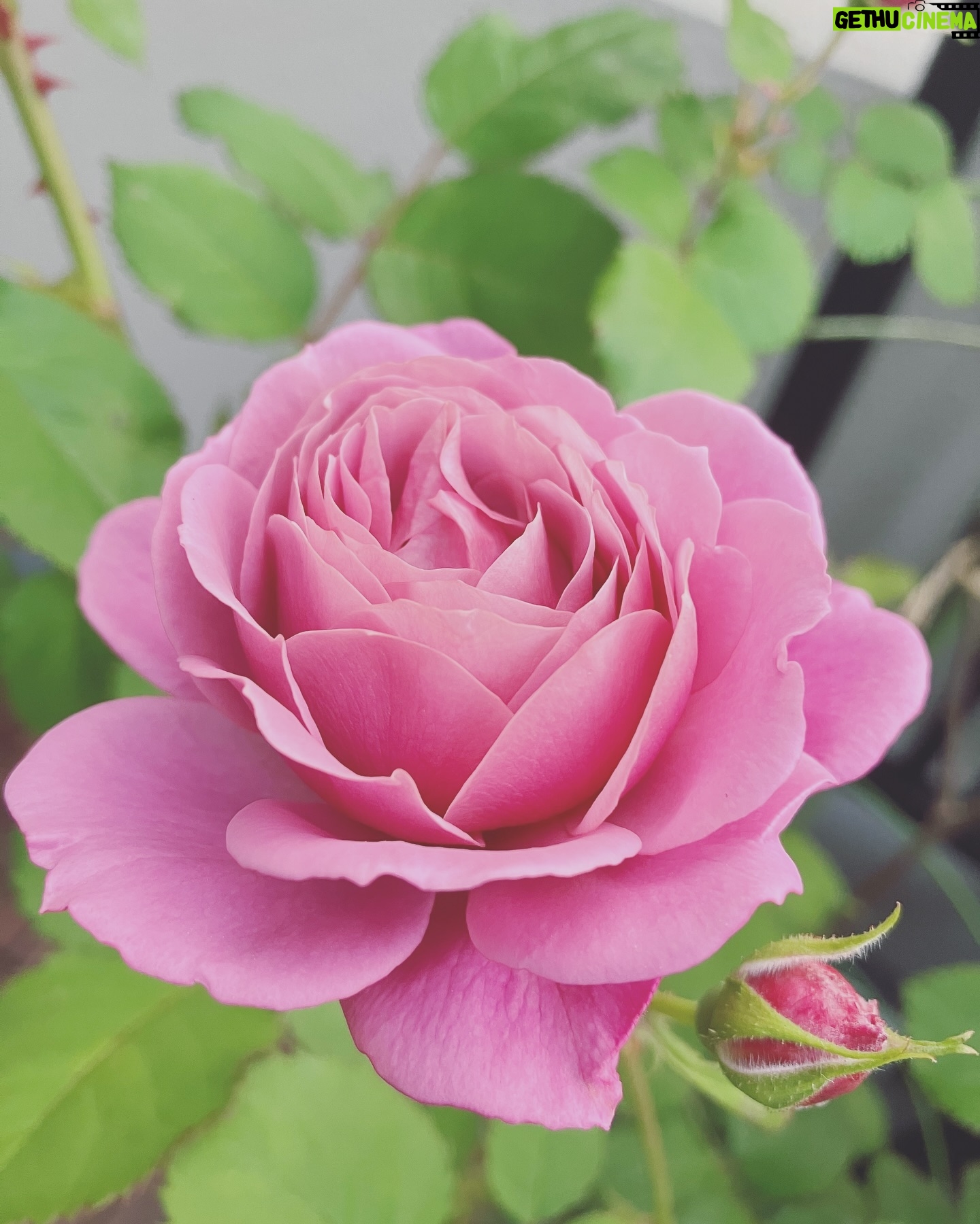 Aoi Teshima - 2.7K Likes - 2024年5月18日、福山通運ローズアリーナで行われた「Rose Expo FUKUYAMA 2025開催1年前イベント」へ遊びに来てくれた皆さま、ありがとうございました!
会場や周辺には沢山のバラが咲き、ばらのまち・広島県福山市が様々なバラで華やかに彩られ、とても綺麗でした。
うちのお庭にいる葵ちゃん(バラの種類)も綺麗です☺️
-Aoi🌹
#手嶌葵 🌹 #バラ #真藤敬利 🎹🎩