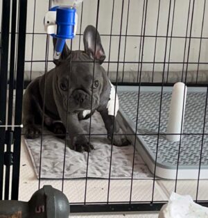 Apisit Opasaimlikit Instagram - เช้าผ่า บ่ายลุกเดิน แกร่งเกินละลูก #ollie #frenchie #frenchbulldog @olliegoodboii