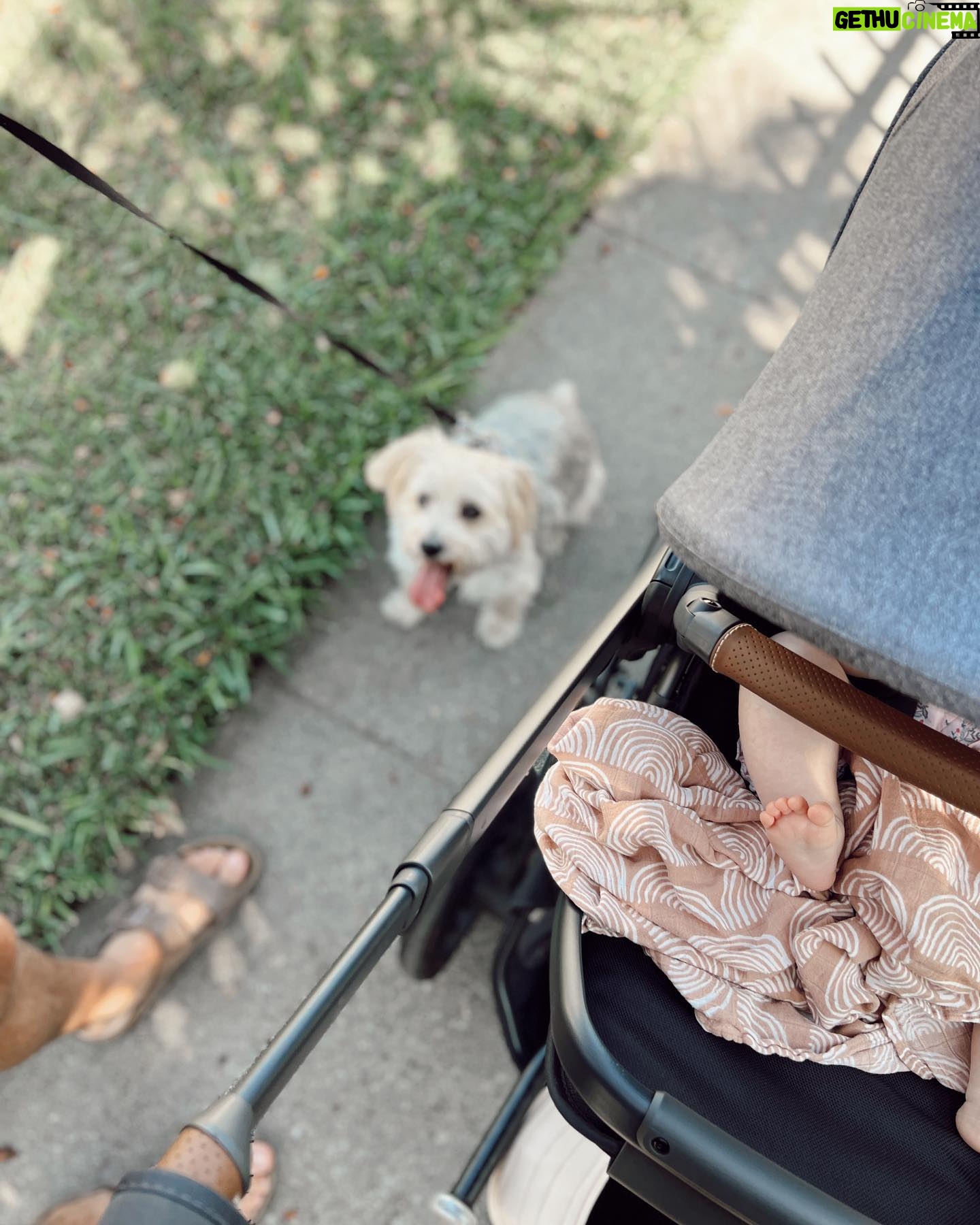 Aqueela Zoll - 224 Likes - This last week home didn’t go quite like we planned, but we’re all healthy and so grateful to be. Angel girl graduated into her big girl seat in her stroller today. 🥹She definitely wants to be up, involved, and in the action for our walks 🌴
Stroller by @uppababy