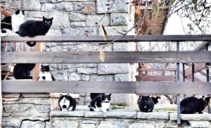 Araceli Segarra Instagram - Sabriau dir quants gats te el meu veí?
Sou més de blancs, multicolors o negres?
#theblackandwhitefamily
#cats 
#blackandwhite
#bigfamily