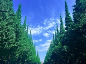 Arata Iura Instagram - _
おはようさんです
お気に入りの場所の木陰で涼みながら
目で涼をとり視覚を愉しむ

梅雨の晴れ間だけど体温より暑くなる猛暑日
日陰で涼みながら無理をせず気をつけてお過ごしください
好い一日を👋