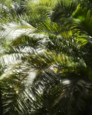 Arata Iura Instagram - _
台湾の植物たち
ショウガ科の種類が多いのおもしろい
西表島で出逢ったサガリバナを台湾でも見れた

#台北植物園
#leica
#leicam10r