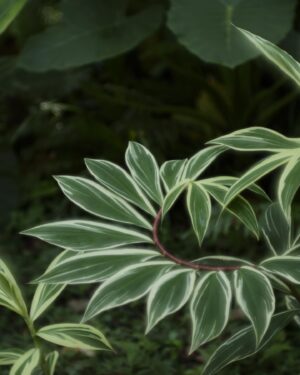 Arata Iura Instagram - _
台湾の植物たち
ショウガ科の種類が多いのおもしろい
西表島で出逢ったサガリバナを台湾でも見れた

#台北植物園
#leica
#leicam10r