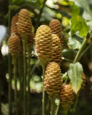 Arata Iura Instagram - _
台湾の植物たち
ショウガ科の種類が多いのおもしろい
西表島で出逢ったサガリバナを台湾でも見れた

#台北植物園
#leica
#leicam10r