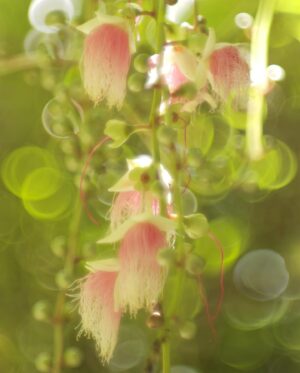 Arata Iura Instagram - _
台湾の植物たち
ショウガ科の種類が多いのおもしろい
西表島で出逢ったサガリバナを台湾でも見れた

#台北植物園
#leica
#leicam10r