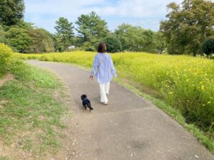 Ari Ozawa Instagram - 毎年恒例のコスモス散歩してきました☺️🌼
金木犀もすごく良いにおいだった〜

毎年秋になると「コスモスロッピゴしよー」って私が言い出す(語呂が好きなだけ)😆IUがカバーしたMeaning of youが大好きです🌼

#コスモス
#コスモス畑 
#昭和記念公園