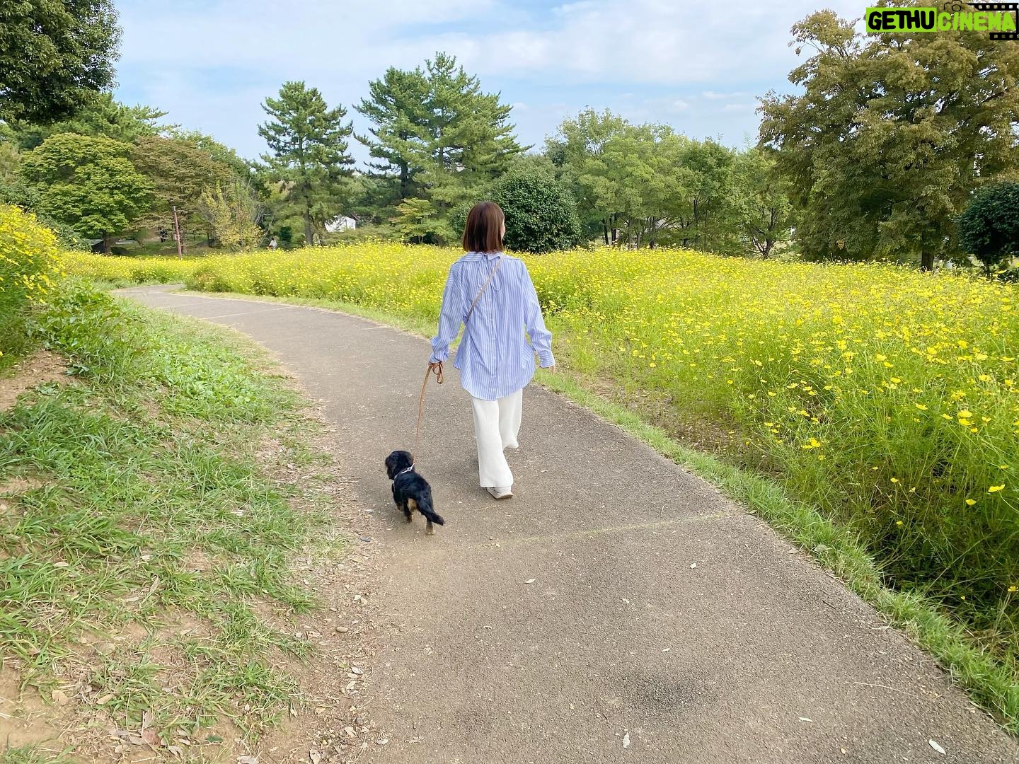 Ari Ozawa - 1.8K Likes - 毎年恒例のコスモス散歩してきました☺️🌼
金木犀もすごく良いにおいだった〜
毎年秋になると「コスモスロッピゴしよー」って私が言い出す(語呂が好きなだけ)😆IUがカバーしたMeaning of youが大好きです🌼
#コスモス
#コスモス畑
#昭和記念公園