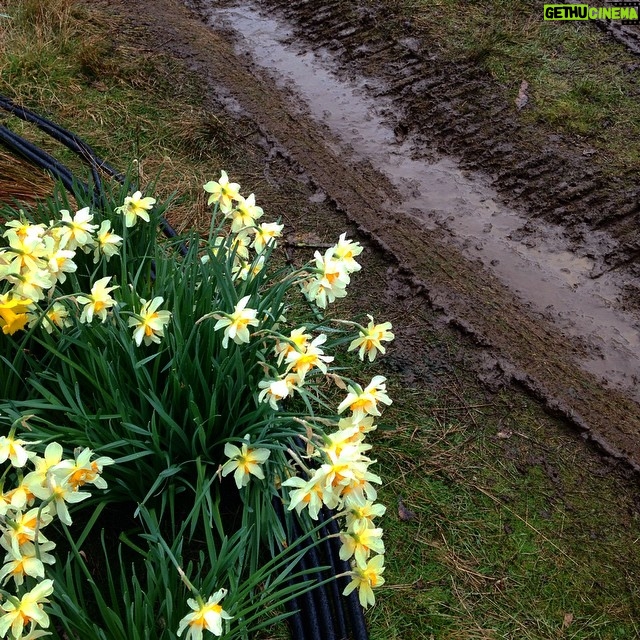 Ari Wegner - 52 Likes - Daffodils watch on.