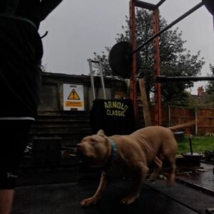 Arnold Allen Instagram - Squatting in the rain with Big Carlos is he a good spot? 

@silverbackgymwear   Rain   Rust = Anabolic gains

150kg 3x3 squats, knees feeling great with help of @silverbackgymwear Project fortis knee sleeves

#strength #gym #dog #fitness