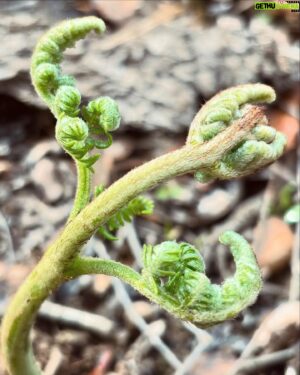 Asaf Avidan Instagram - Spring is springing and we are all stretching outwards towards the sun…
A few random spring moments from the @differentpulses_sanctuary to welcome all you new followers and to say thank you to everyone that’s been following for a while. 
Much love
🌿☀️