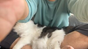 Asei Miki Instagram - この度、結婚致しました！
猫5匹と人間2人で協力してがんばっていきます！

また直接ご報告できなかった先輩方、同期後輩のみんな、
ファンの皆様、そして関係者各位の皆様、SNS上での報告になってしまい申し訳ございませんが、
今後ともご指導ご鞭撻のほどよろしくお願いいたします！